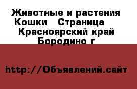 Животные и растения Кошки - Страница 2 . Красноярский край,Бородино г.